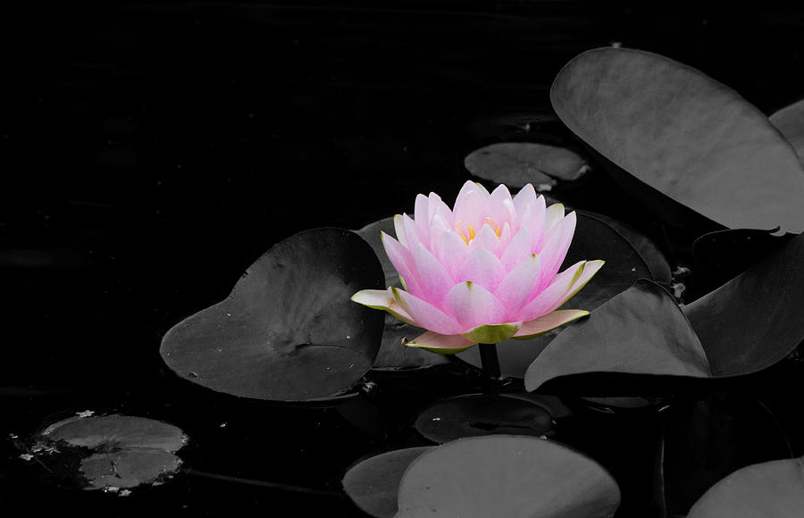 Spring Water Lily Photograph by Jeff Severson