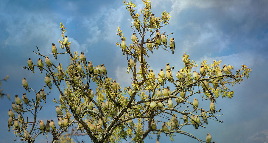 Spring Waxwing Flock Photograph by Jai Johnson