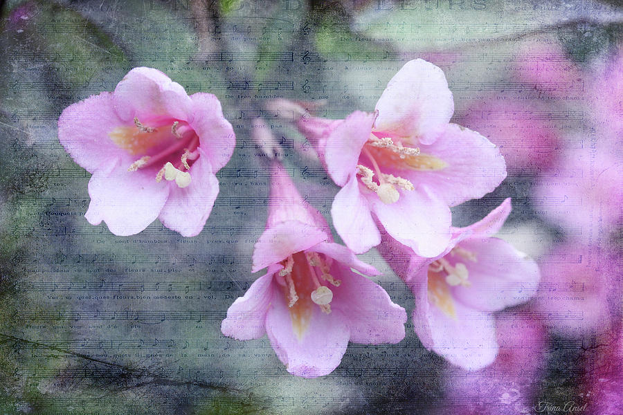 Spring Weigela Flowers Digital Art by Trina Ansel