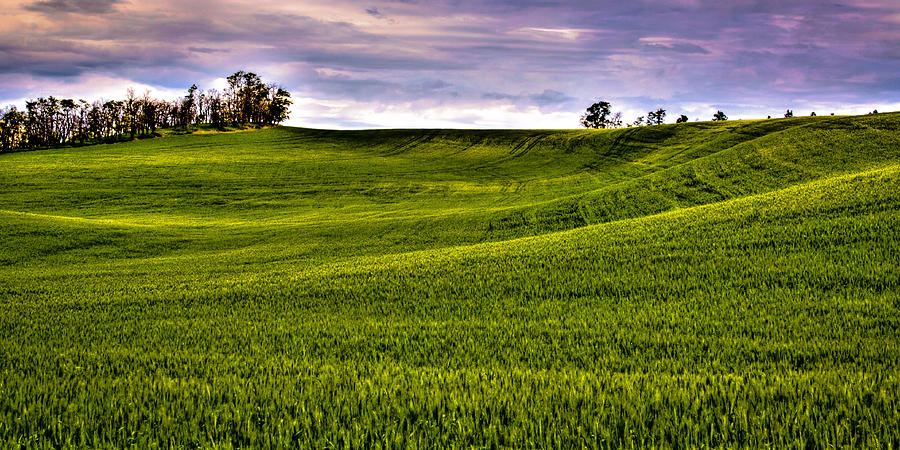 Spring Wheat Field Photograph