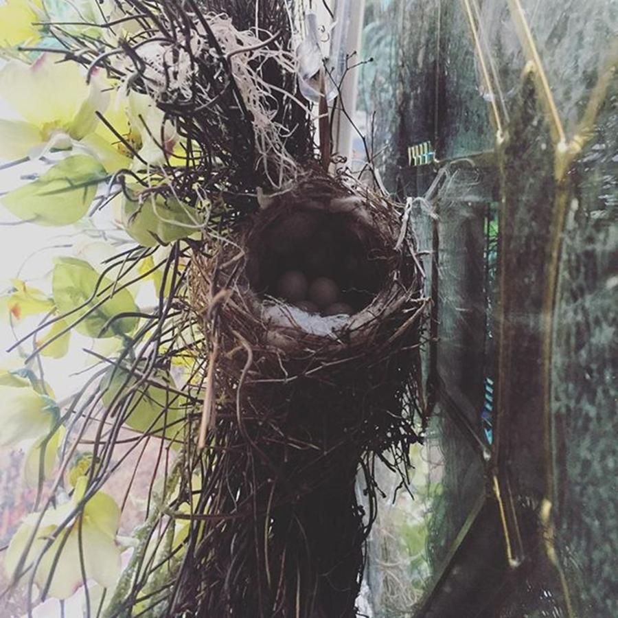 Spring Photograph - Spring.. When Birdies Make Little Nests by Joan McCool