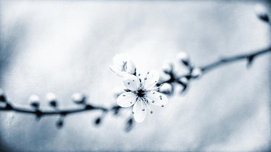 Spring Whispers 4 Photograph by Jaroslav Buna