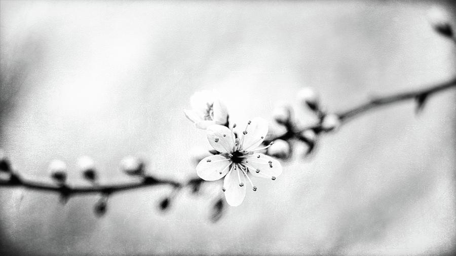 Spring Whispers 5 Photograph by Jaroslav Buna