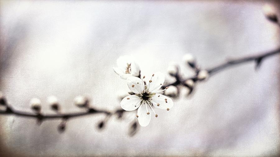 Spring Whispers 6 Photograph by Jaroslav Buna