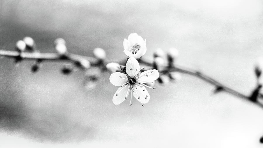Spring Whispers 2 Photograph by Jaroslav Buna