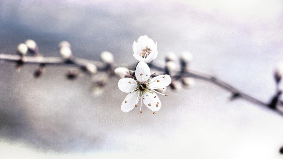 Spring Whispers 3 Photograph by Jaroslav Buna