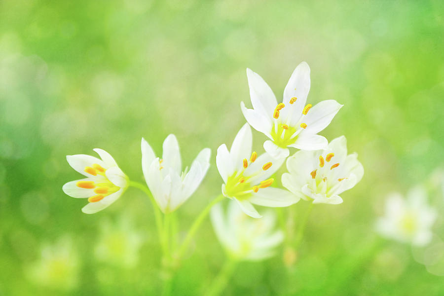 Spring Photograph - Spring Whispers by Iryna Goodall