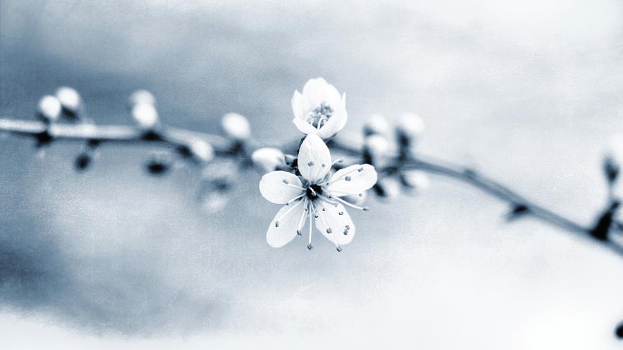 Spring Whispers Photograph by Jaroslav Buna
