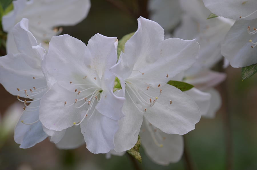 Spring White Azaleas Photograph by Maria Urso