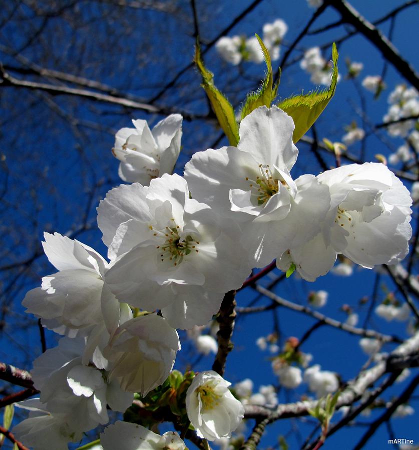 Spring White Cherry Blossoms Photograph