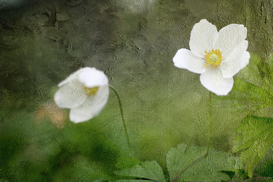 Spring White Photograph
