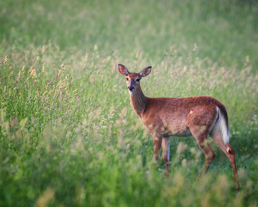Spring Whitetailed Deer Photograph by Bill Wakeley