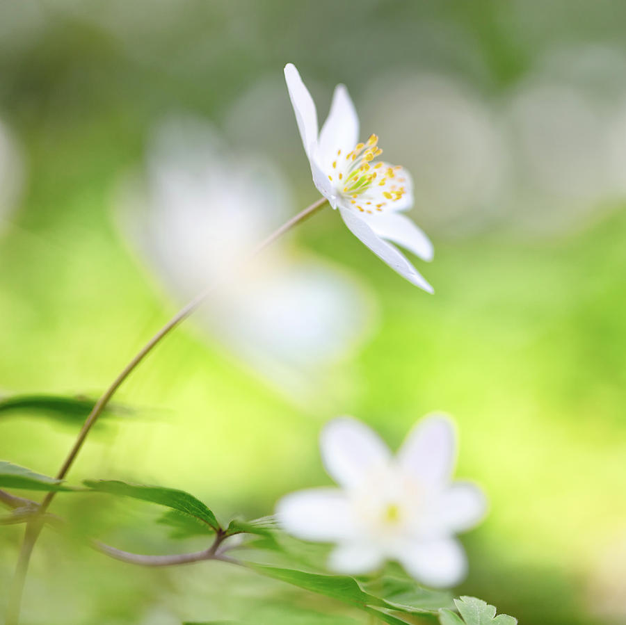  Spring Wild Flower - Wood Nemone Nemorosa Photograph by Dirk Ercken