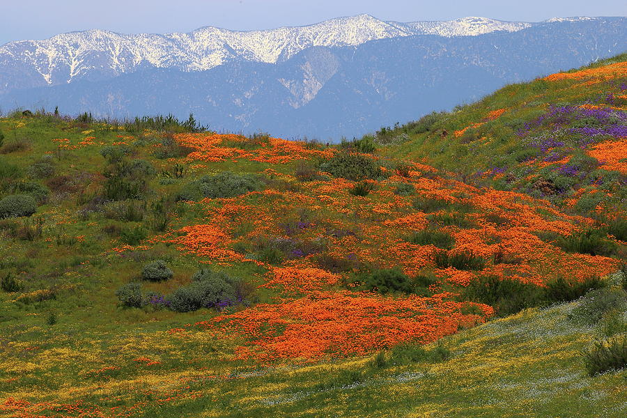 Spring wildflower display at Diamond Lake in California Photograph by Jetson Nguyen