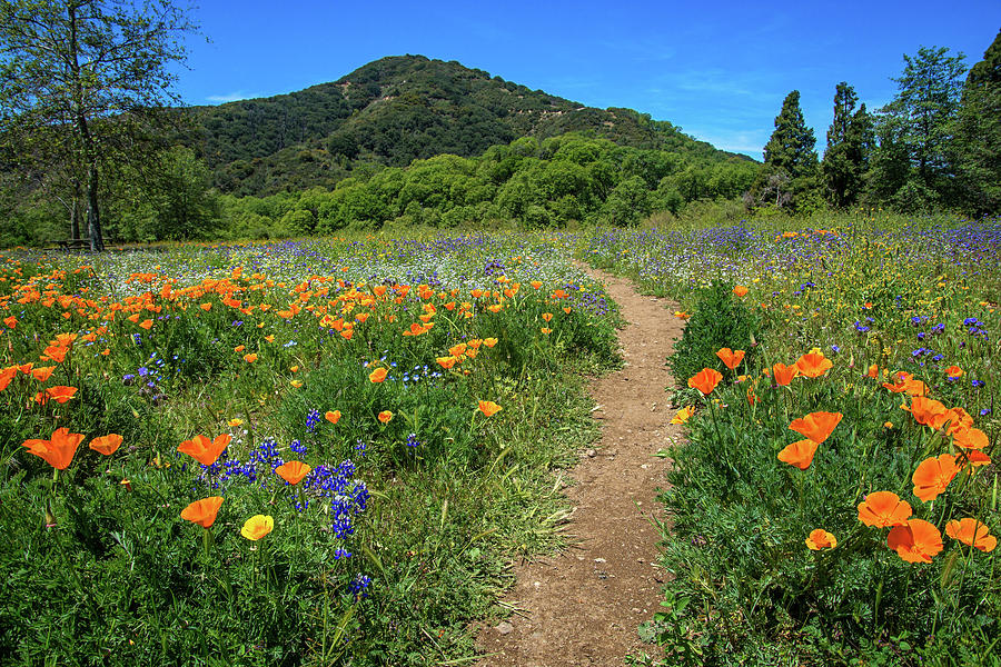 Spring Wildflower Pathway Photograph by Lynn Bauer