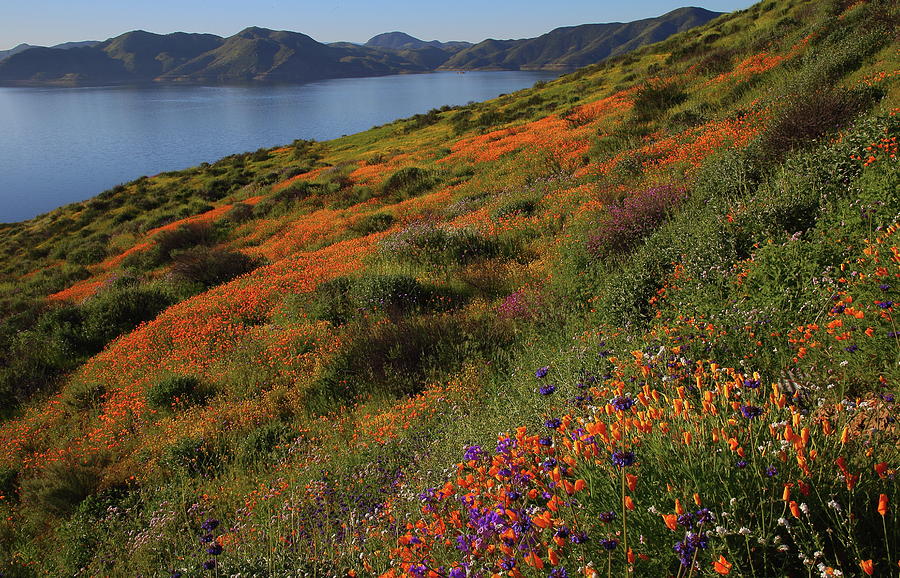Spring wildflower season at Diamond Lake in California Photograph by Jetson Nguyen