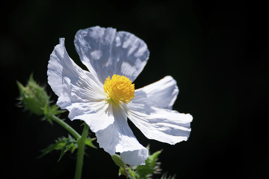 Spring Wildflower - White Prickly Poppy Photograph by Debra Martz