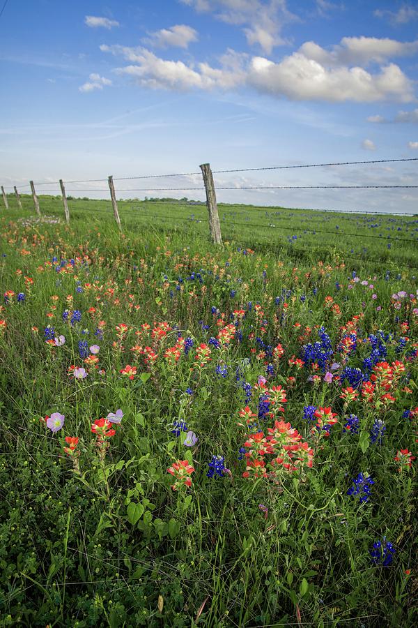 Spring Wildflowers Along the Fenceline Photograph by Lynn Bauer