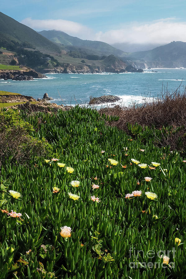 Spring Wildflowers at Big Sur, California #30339 by John Bald Spring Wildflowers at Big Sur, California #30339 by John Bald