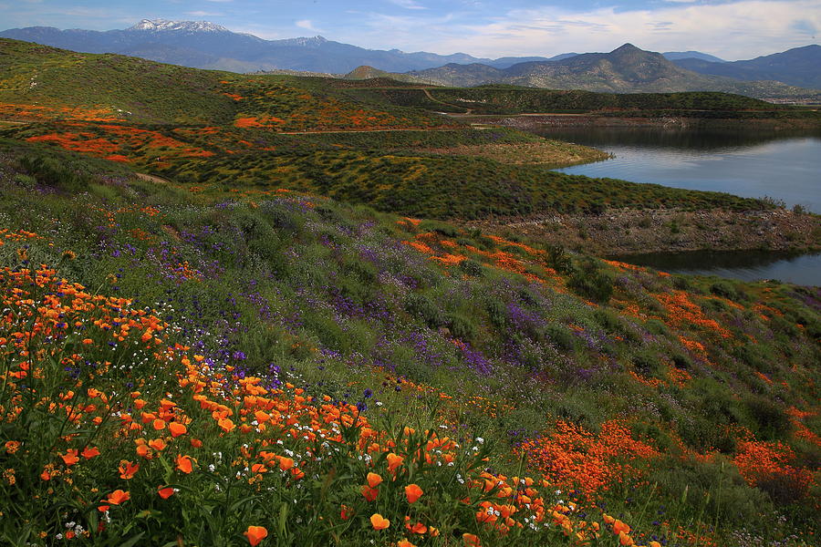Spring wildflowers at Diamond Lake in California Photograph by Jetson Nguyen