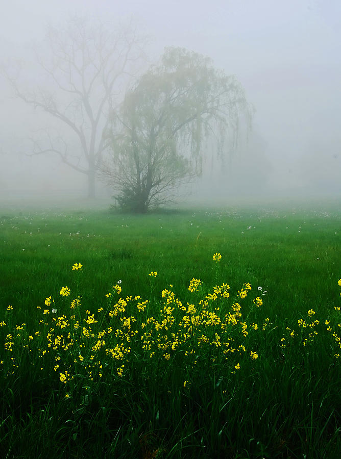 Spring Photograph - Spring wildflowers by Bill Jonscher