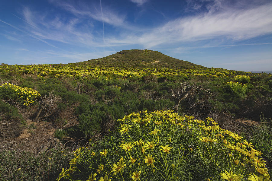 Spring Wildflowers Blooming in Malibu Photograph by Andy Konieczny