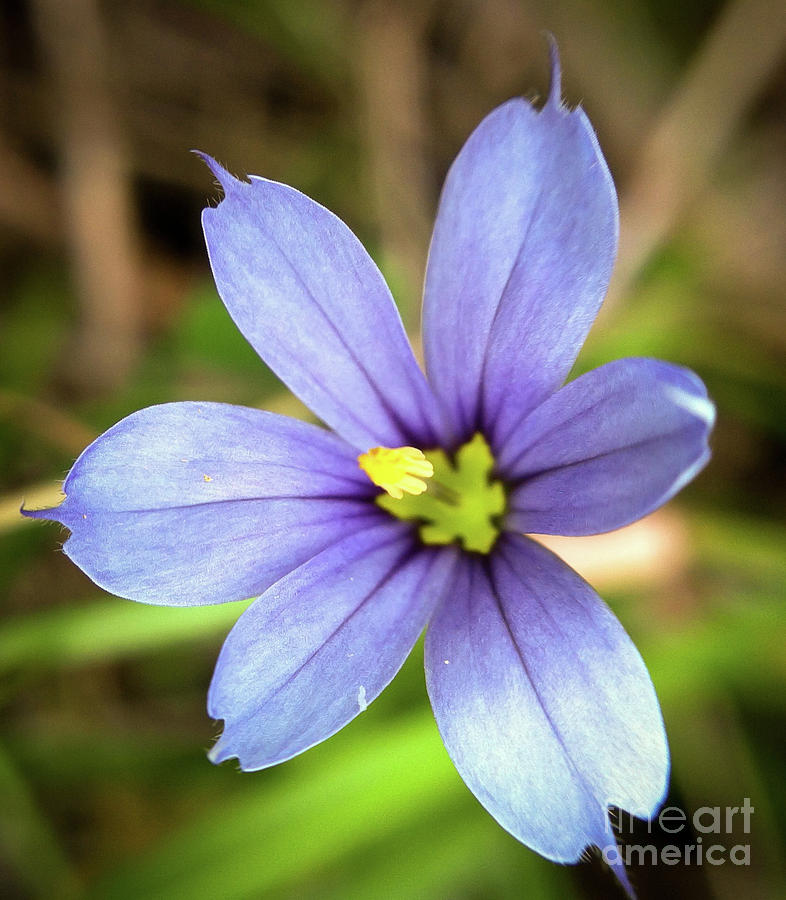 Spring Wildflowers - Blue-eyed Grass Photograph by Kerri Farley