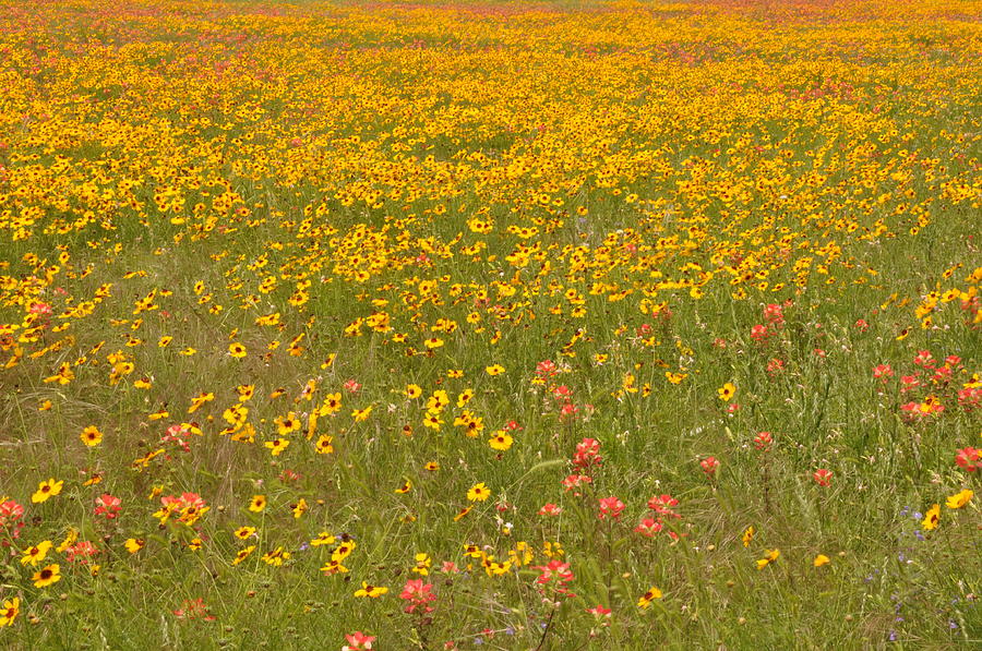 Spring Wildflowers Photograph by Frank Madia