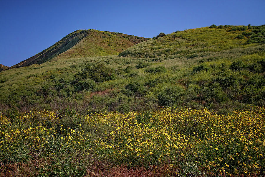Spring Wildflowers in the Santa Susana Mountains Photograph by Lynn Bauer