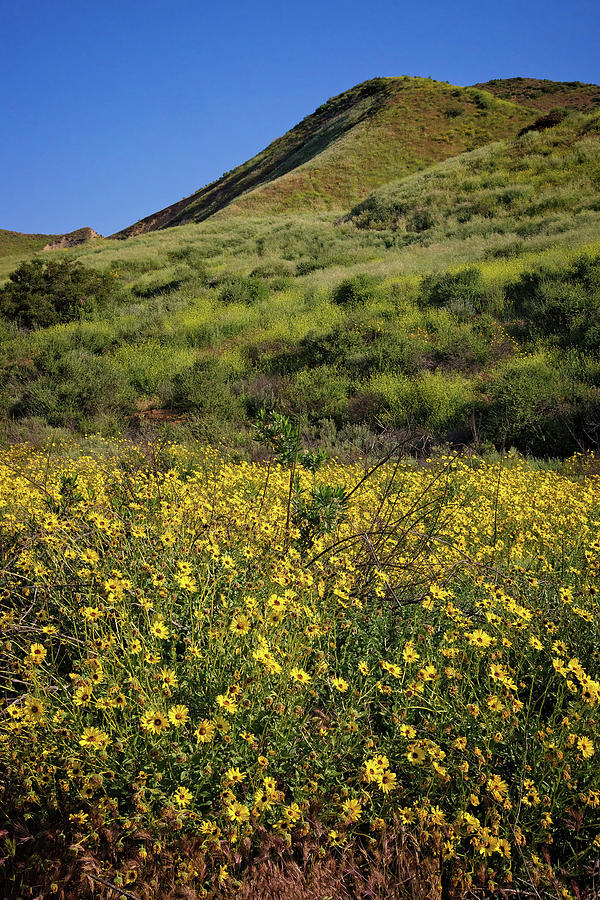 Spring Wildflowers in the Santa Susana Mountains - Vertical Photograph by Lynn Bauer