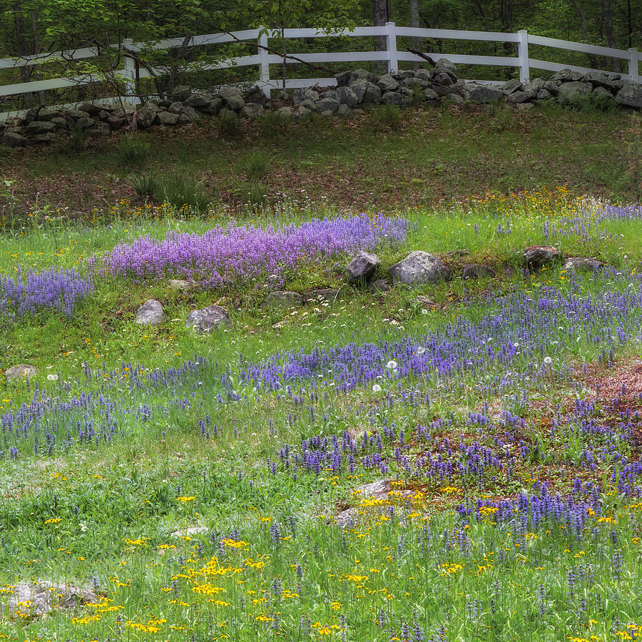 Spring Wildflowers Square Photograph by Bill Wakeley