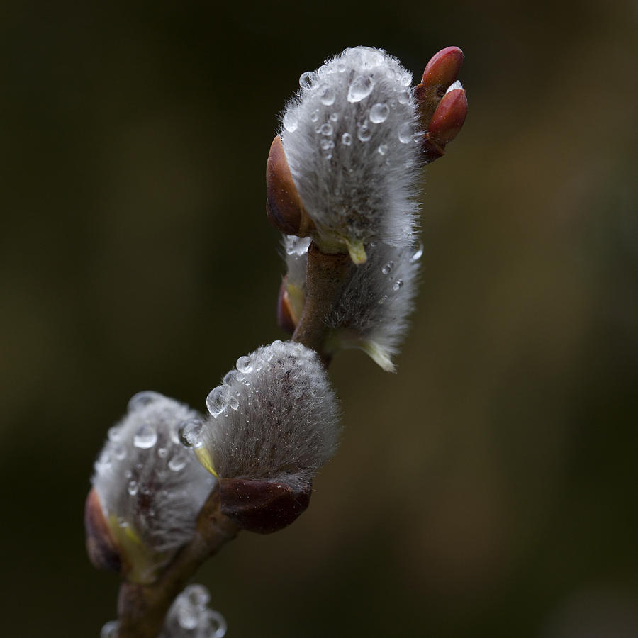 Spring Willow Photograph by Steve Gravano