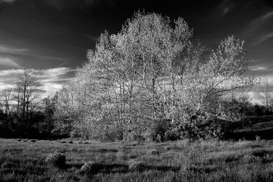 Spring Willows in Evening Field Photograph by Irwin Barrett