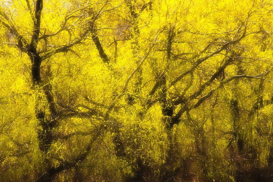 Spring Willows Sunlight Photograph by Irwin Barrett