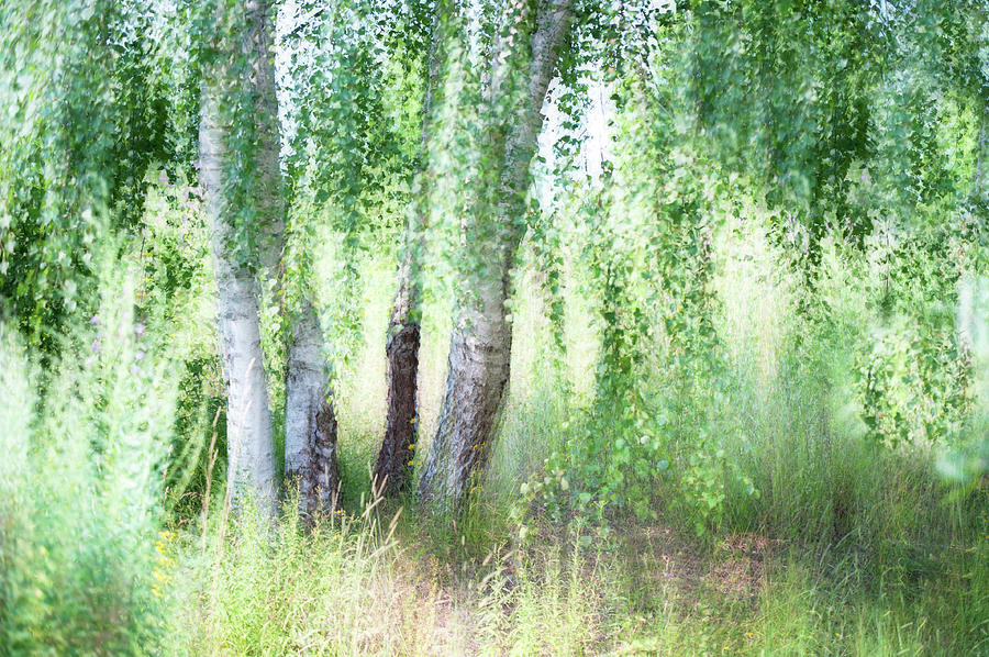 Spring Wind in Birch Grove Photograph by Jenny Rainbow