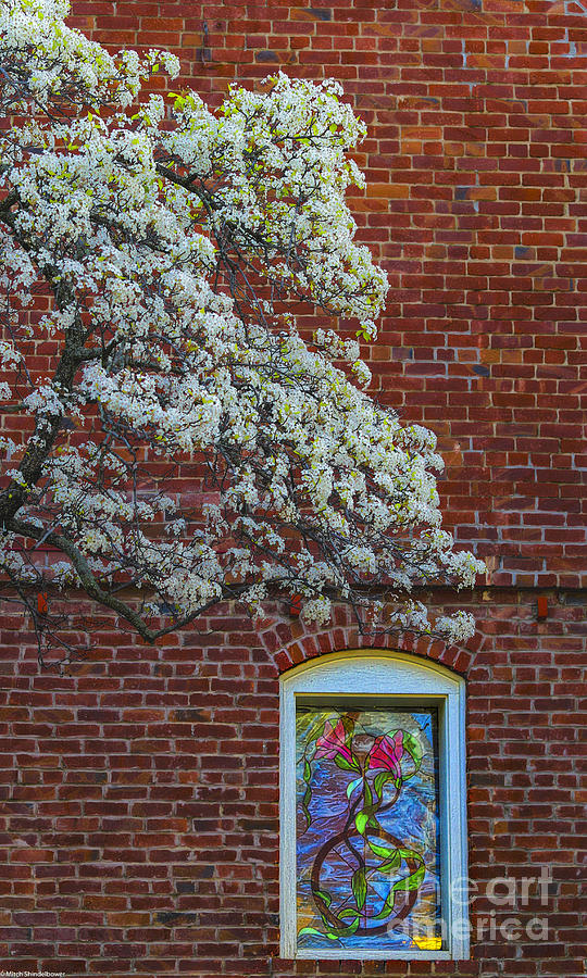 Spring Window Photograph by Mitch Shindelbower