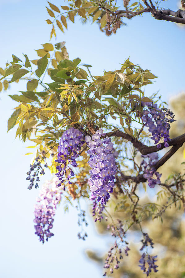 Spring Wisteria Bloom Photograph by Jenny Rainbow