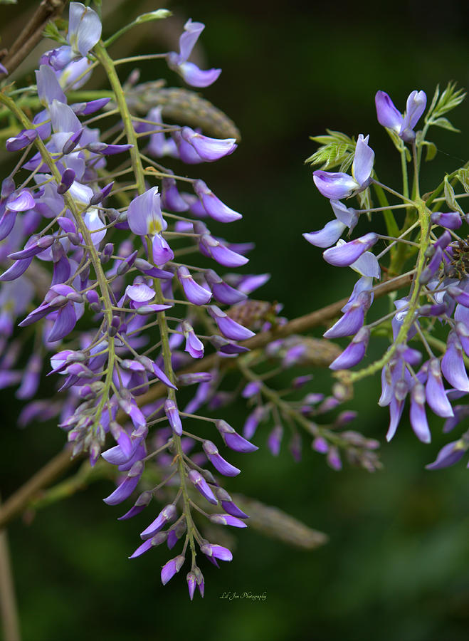 Flower Photograph - Spring Wisteria Blooms by Jeanette C Landstrom
