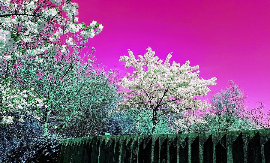 Spring Wonderland In Passion Pink Photograph by Rowena Tutty