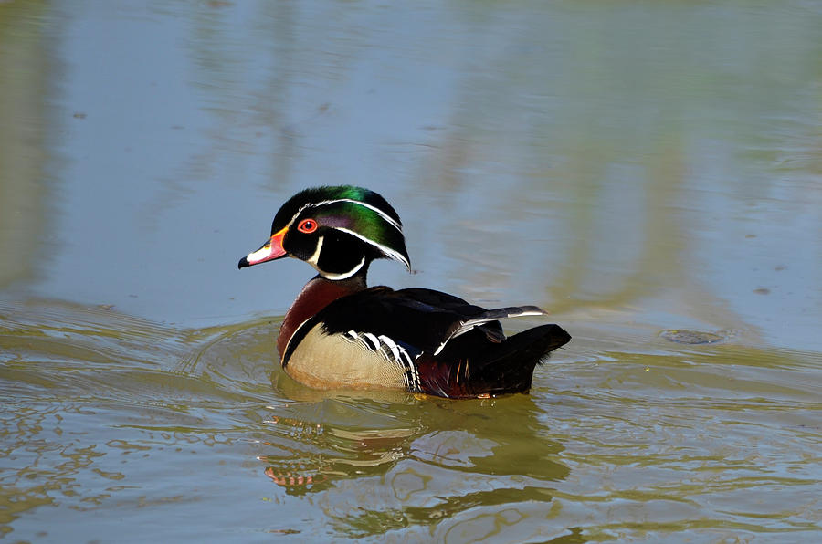 Spring Wood Duck Photograph by Ann Bridges