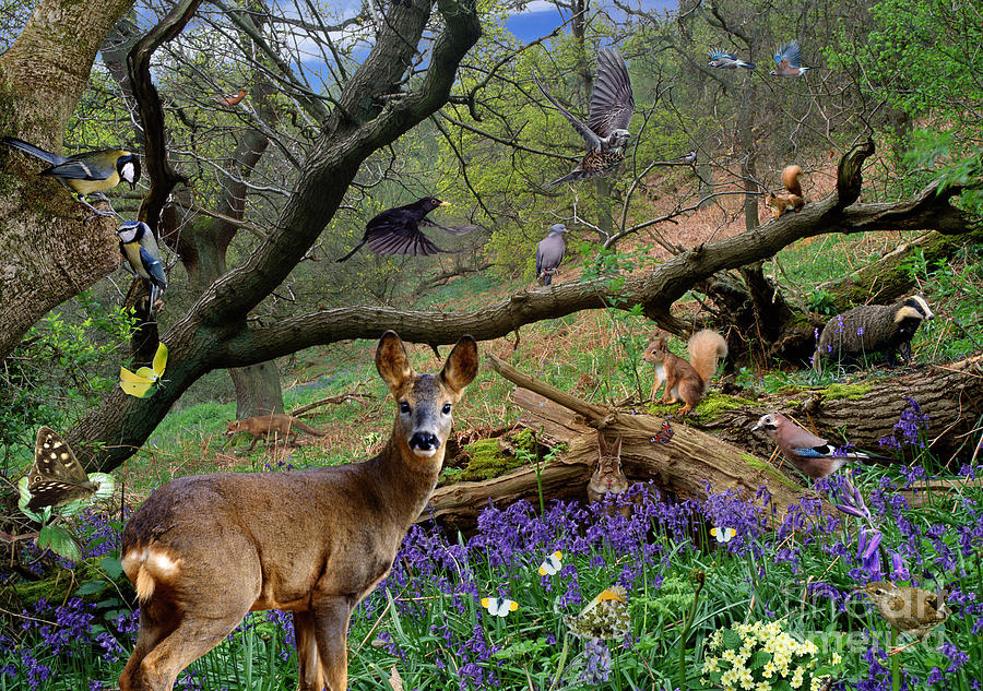 Spring Woodland Animals Photograph by Warren Photographic