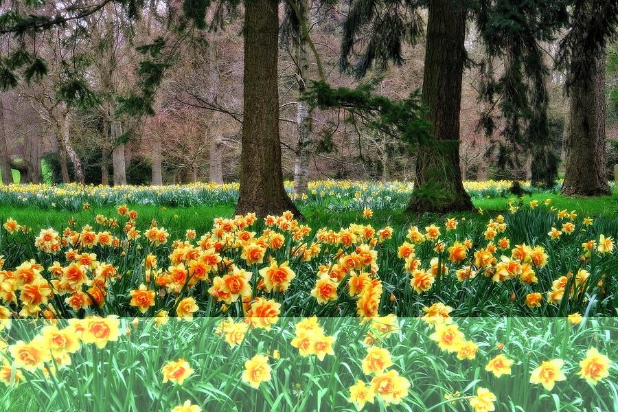 Spring Woodland Daffodils Photograph by Martyn Arnold