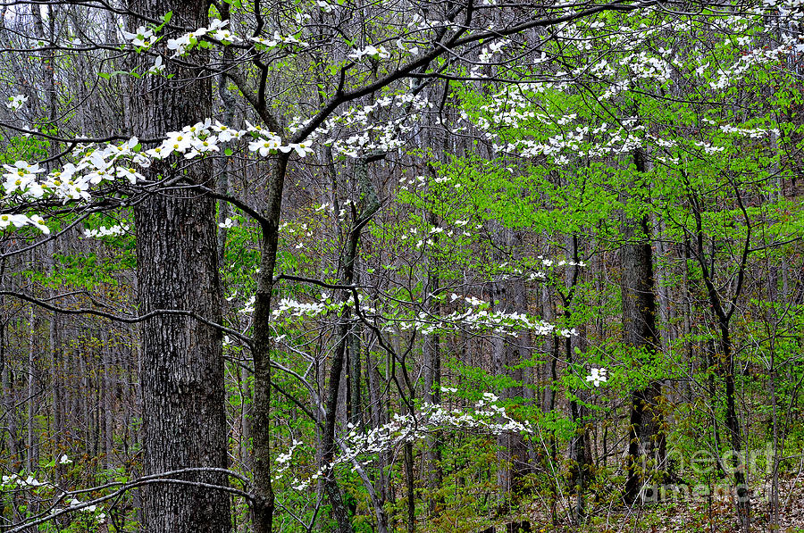 Spring Woodland Dogwood Photograph by Thomas R Fletcher