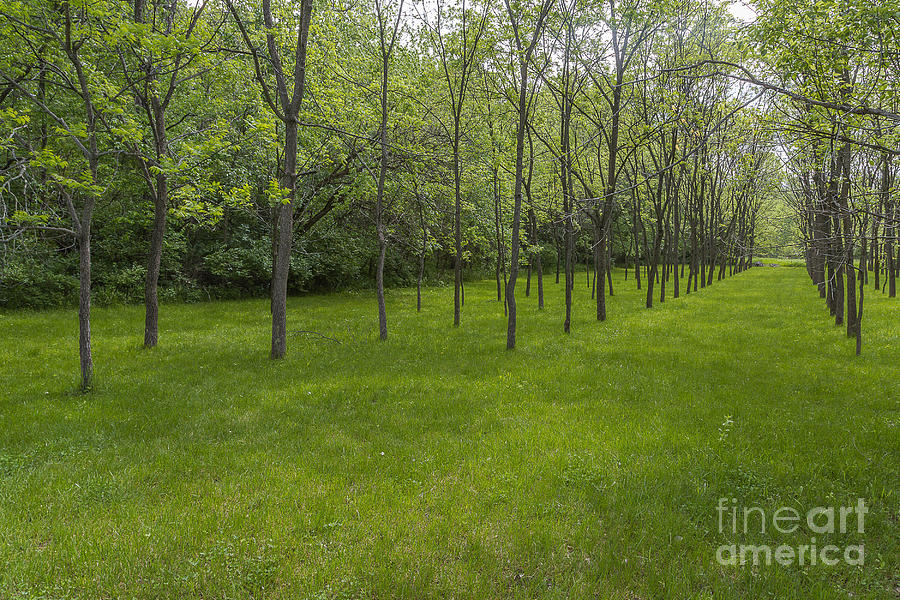 Spring Woodland Meadow Photograph