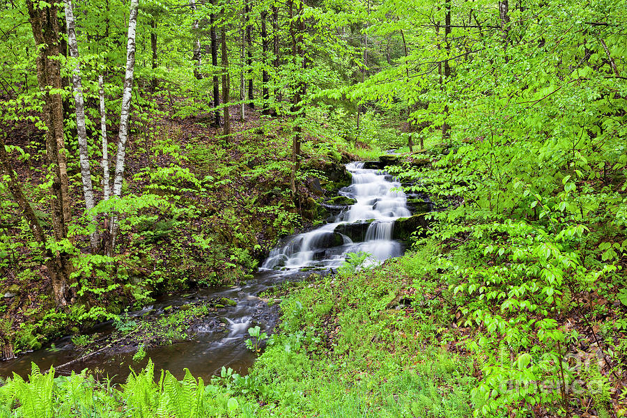 Spring Woodland Waterfall Photograph by Alan L Graham