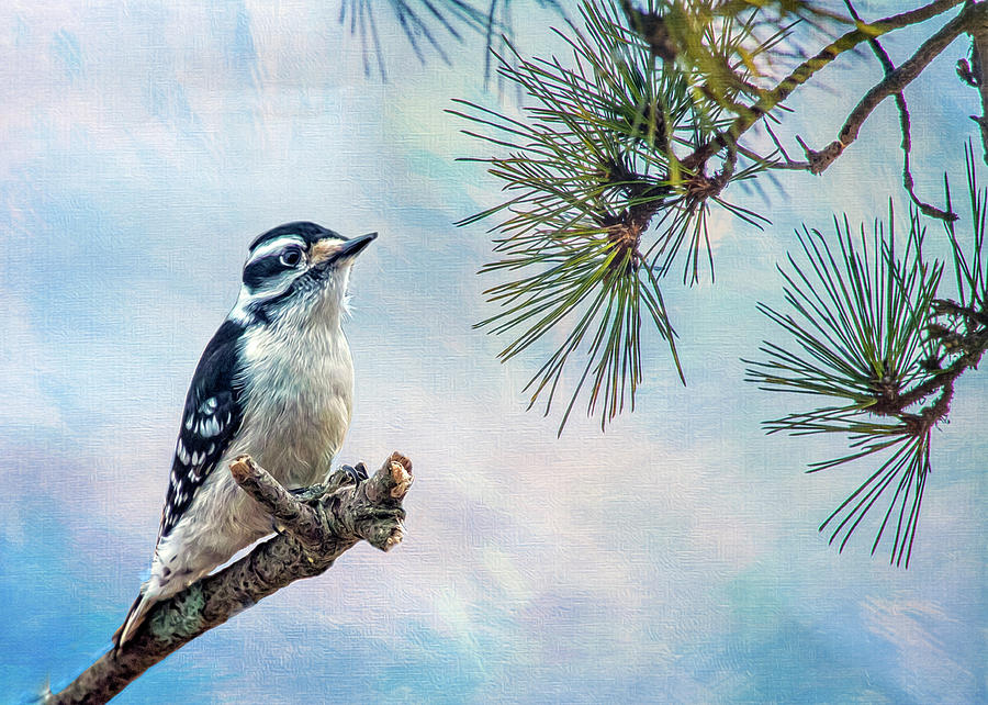 Spring Woodpecker Photograph by Cathy Kovarik
