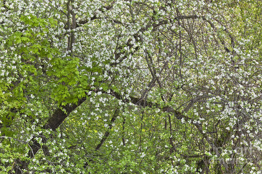 Spring Woods Canopy Photograph by Alan L Graham