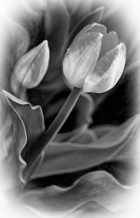 Spring Yearning - Paint bw Photograph by Steve Harrington