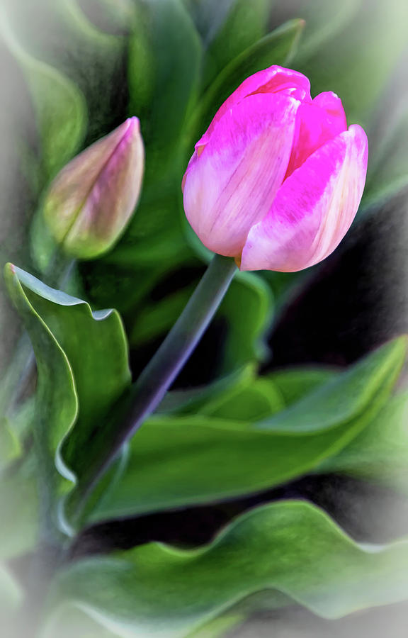 Spring Yearning - Paint Photograph by Steve Harrington