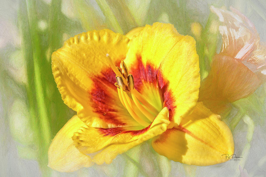 Spring Yellow Photograph by Bill Posner